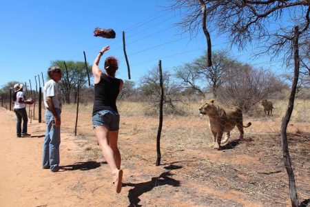 Harnas Wildlife Foundation Tour